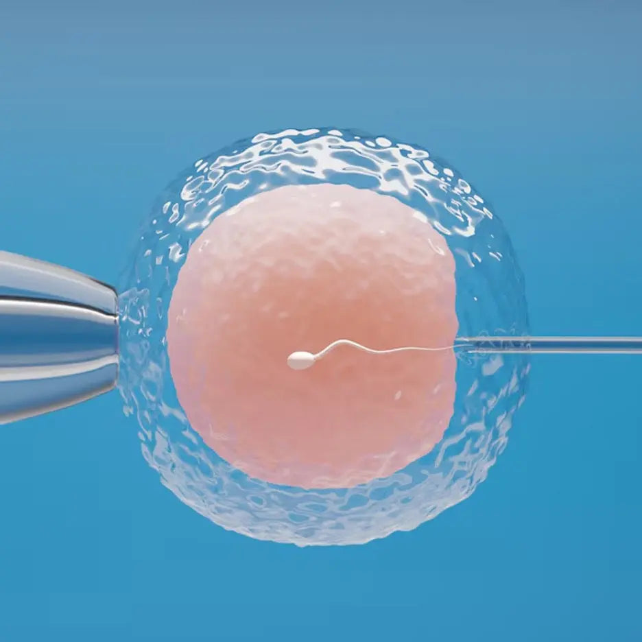 How-Do-You-Know-If-an-Egg-Is-Fertilized-Signs-and-Procedures Save IVF